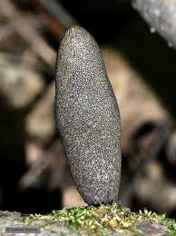 Attēlu rezultāti vaicājumam “Xylaria longipes”