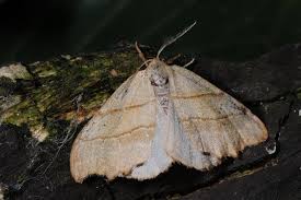 Attēlu rezultāti vaicājumam “Falcaria lacertinaria”