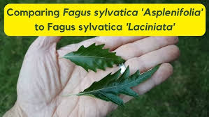 Attēlu rezultāti vaicājumam “Fagus sylvatica fo. laciniata”