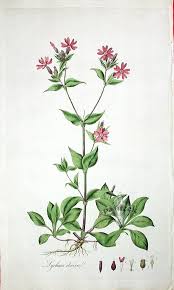 Attēlu rezultāti vaicājumam “Silene dioica flower”