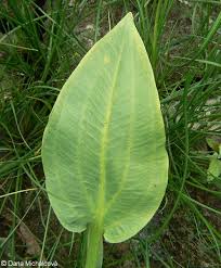 Attēlu rezultāti vaicājumam “Alisma plantago-aquatica leaf”