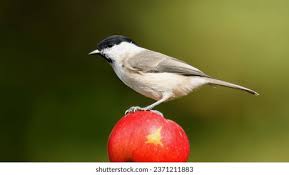 Attēlu rezultāti vaicājumam “Poecile palustris”