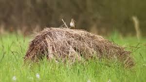 Attēlu rezultāti vaicājumam “Gallinago gallinago nest”
