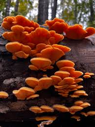 Attēlu rezultāti vaicājumam “Phyllotopsis nidulans”