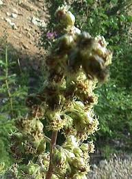 Attēlu rezultāti vaicājumam “Artemisia campestris bud”