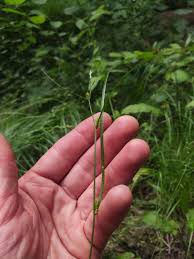 Attēlu rezultāti vaicājumam “Carex remota leaf”