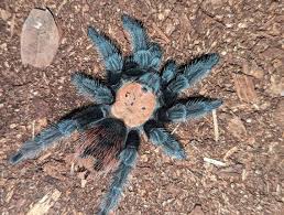 Attēlu rezultāti vaicājumam “Neocudoniella albiceps”