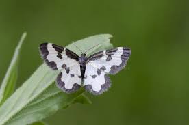 Attēlu rezultāti vaicājumam “Lomaspilis marginata”