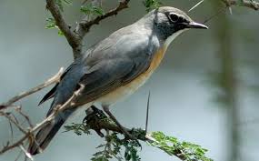 Image result for Irania gutturalis