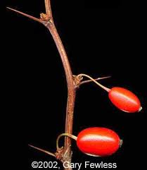 Attēlu rezultāti vaicājumam “Berberis thunbergii fruit”