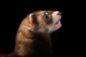 Attēlu rezultāti vaicājumam “Mustela putorius”