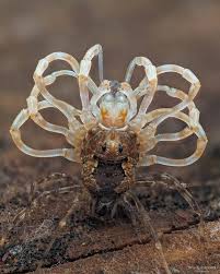 Attēlu rezultāti vaicājumam “Macrosteles sp. imago”