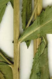 Attēlu rezultāti vaicājumam “Armoracia rusticana leaf”