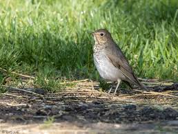 Image result for Catharus ustulatus