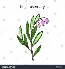 Attēlu rezultāti vaicājumam “Andromeda polifolia fruit”