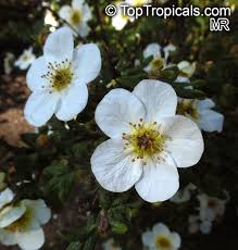 Attēlu rezultāti vaicājumam “Pentaphylloides fruticosa flower”