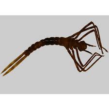 Attēlu rezultāti vaicājumam “Calopterygidae”