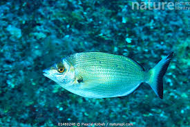 Image result for Diplodus puntazzo