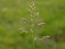 Attēlu rezultāti vaicājumam “Poa compressa”