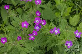 Attēlu rezultāti vaicājumam “Geranium sylvaticum”