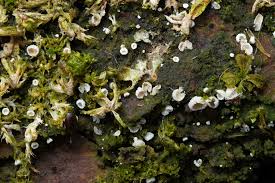 Attēlu rezultāti vaicājumam “Eocronartium muscicola”