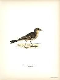Image result for Anthus campestris