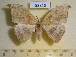 Attēlu rezultāti vaicājumam “Drepanidae”