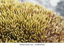 Attēlu rezultāti vaicājumam “Schistidium robustum”