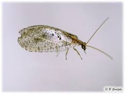 Attēlu rezultāti vaicājumam “Hemerobiidae”