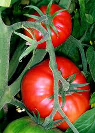 Image result for Tomate