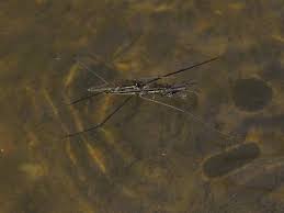 Attēlu rezultāti vaicājumam “Limnoporus rufoscutellatus”