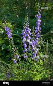 Attēlu rezultāti vaicājumam “Campanula rapunculoides flower”