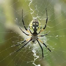 Image result for spider
