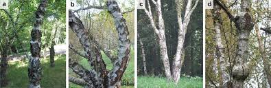 Attēlu rezultāti vaicājumam “Betula pendula var. carelica”