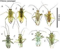 Attēlu rezultāti vaicājumam “Miridae”