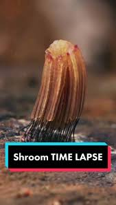 Attēlu rezultāti vaicājumam “Stemonitis marjana”