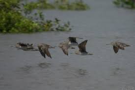 Image result for Tringa brevipes