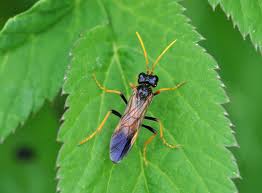 Attēlu rezultāti vaicājumam “Tenthredo mandibularis”