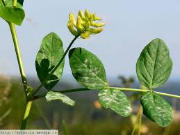 Attēlu rezultāti vaicājumam “Astragalus glycyphyllos”
