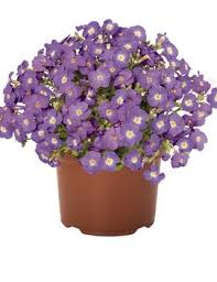 Image result for Aubrieta hybrida (cultorum)