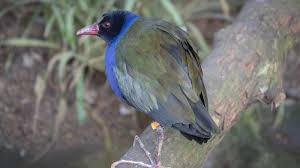Image result for Porphyrio alleni