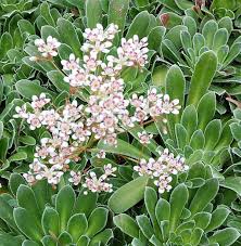 Image result for Steinbrech