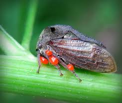 Attēlu rezultāti vaicājumam “Centrotus cornutus”