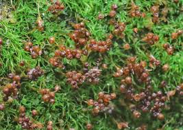 Attēlu rezultāti vaicājumam “Seligeria pusilla”