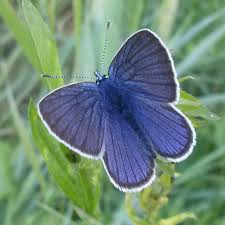 Attēlu rezultāti vaicājumam “Cyaniris semiargus”