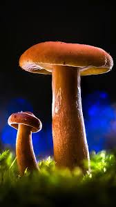 Attēlu rezultāti vaicājumam “Bryum funkii macro”