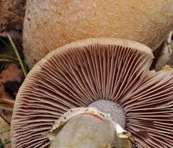 Attēlu rezultāti vaicājumam “Rozites caperata”