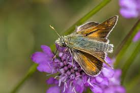 Attēlu rezultāti vaicājumam “Thymelicus lineola male”