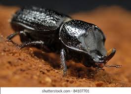 Attēlu rezultāti vaicājumam “Sinodendron cylindricum”