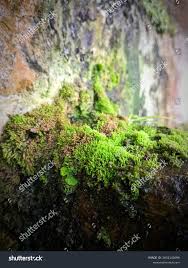 Attēlu rezultāti vaicājumam “Bazzania trilobata”